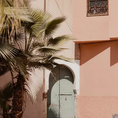 palm tree near the house